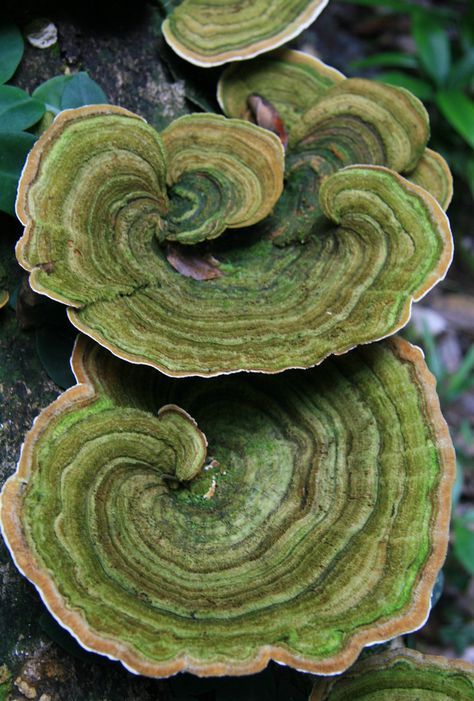 Motifs Organiques, Lichen Moss, Mushroom Pictures, Fallen Tree, Plant Fungus, North Queensland, Seni Origami, Mushroom Fungi, Mushroom Art