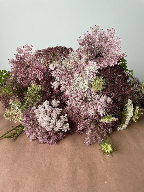 Chocolate Lace Flower, Queen Annes Lace Bouquet, Chocolate Lace, Lace Bouquet, Mount Clemens, Wild Carrot, Queen Anne's Lace Flowers, Flower Identification, Daucus Carota