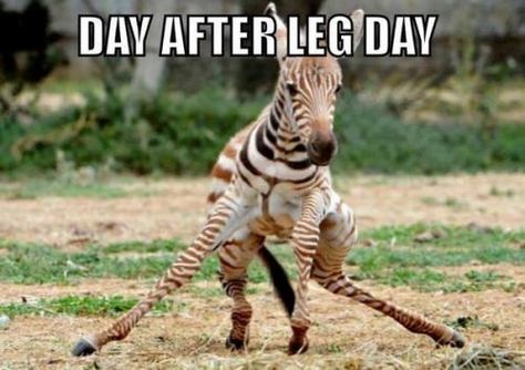 Dr. HIT's High Intensity Bodybuilding: Day After Leg Day Leg Day Memes, After Leg Day, Fitness Memes, Haha So True, Paleo Lifestyle, Workout Memes, Gym Memes, Leg Day, Gym Humor