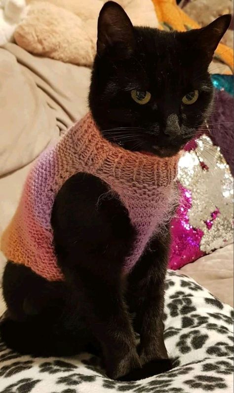 A Black Cat, Diy Crochet Projects, Crochet Cat, Cat Clothes, Pretty Cats, Cute Little Animals, Baby Cats, Cute Crochet, Cat Mom