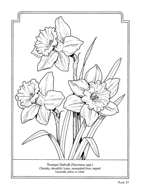 The Language of Flowers Coloring Book Daffodil Coloring Pages, Daffodil Outline Drawing, Daffodil Outline, Flower Coloring Pages For Adults, March Flower, Flower Daffodil, Daffodil Tattoo, The Language Of Flowers, Flowers Coloring