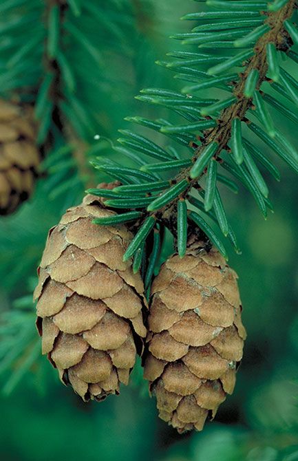 Black spruce (Picea mariana) | Minnesota DNR Forest Therapy, Inheritance Cycle, Christopher Paolini, Black Spruce, Dark Woods, Spruce Tree, White Cedar, Plant Tree, Diy Landscaping