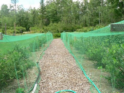 Netting Over Garden, Classroom Themes For Toddlers, Pond Netting, Garden Mesh, Orchard Garden, Bush Garden, Berry Garden, Bird Netting, Garden Netting