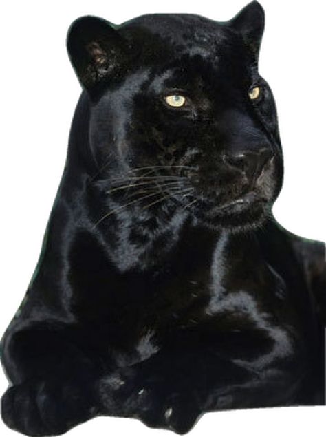 Black Jaguar Animal, Black Panther Cat, Panther Cat, Jaguar Animal, Black Jaguar, Exotic Cats, San Diego Zoo, Zoo Animals, Beautiful Cats