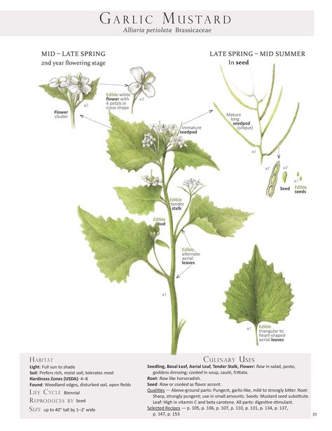 Garlic Mustard Plant Identification page from our book Foraging & Feasting: A Field Guide and Wild Food Cookbook by Dina Falconi; illustrated by Wendy Hollender.  http://bit.ly/1Auh44Q Plant Grimoire, Wendy Hollender, Herb Medicine, Food References, Garlic Mustard, Mustard Plant, Wild Lettuce, Nature Journaling, Edible Wild Plants