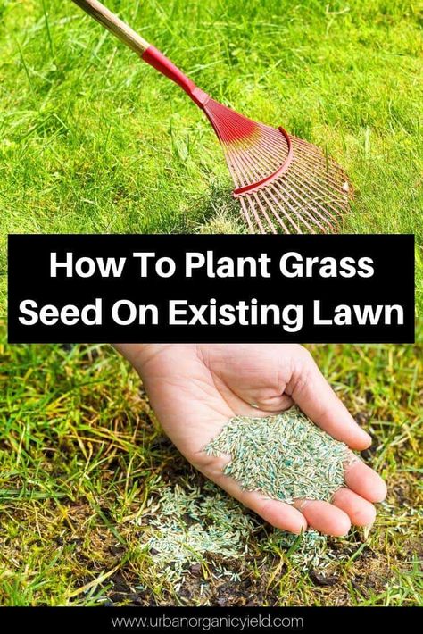 Grass Planting Ideas, How To Over Seed Your Lawn, Lawn Maintenance Tips, Grass Maintenance Lawn Care, How To Lay Grass Seed, Green Grass Tips Lawns, Green Lawn Tips Yards, Can You Plant Grass Seed In The Fall, Over Seeding Lawn Spring