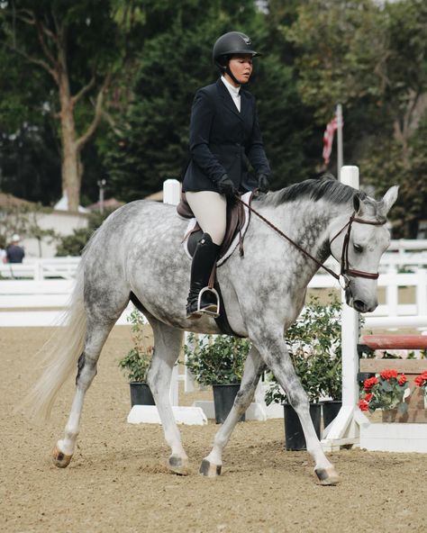 cutest gray🕊️ - - - - #equestrian #equine #horseriding #horsepower #showhunter #showhorse #hunter #hunterjumper #jumpers #ponys #ponysofinstagram #horsesofinstagram #rancho #horse #equestrianlife #equestrians #equitation #showring #eeshowstable #dovehollowequestriancenter Hunter Jumper Aesthetic, Horse Hunter Jumper, Pony Hunters, Jumper Aesthetic, Equestrian Photography, Show Horse, Horse Things, Equestrian Center, Horse Bridle