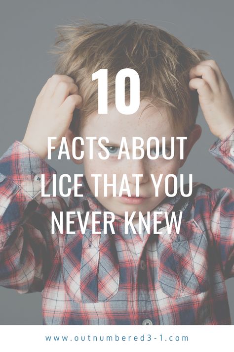 Lice Facts, How To Treat Lice, Lice Remedies, Healthy Lemonade, Hair Lice, Lice Prevention, Lice Eggs, Lice Removal, Thick Hair Remedies