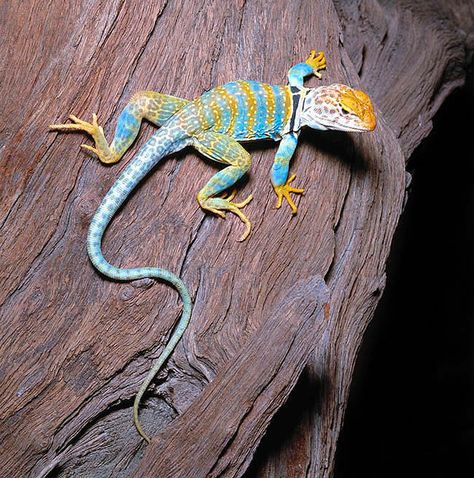 Crotaphytus collaris - Monaco Nature ... Draco Lizard, Reptile Photos, Lizard Photography, Blue Iguana, Colorful Lizards, Reptile Terrarium, Visual Identity Design, Colorful Animals, Pet Hacks