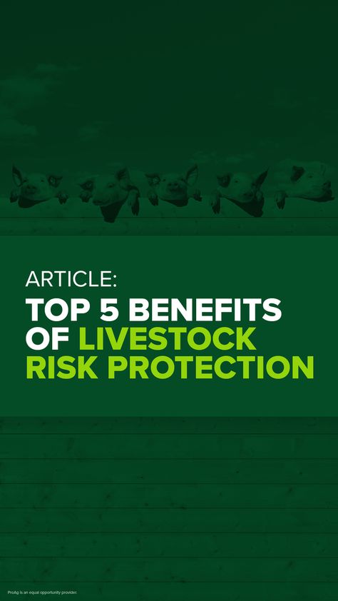 Go to market with confidence. We broke down the top five benefits Livestock Risk Protection (LRP) insurance offers your operation. Read the full article. Feeder Cattle, Crop Insurance, Equal Opportunity, Insurance Agent, Insurance Policy, Group Of Companies, Top Five, Risk Management, Insurance Company