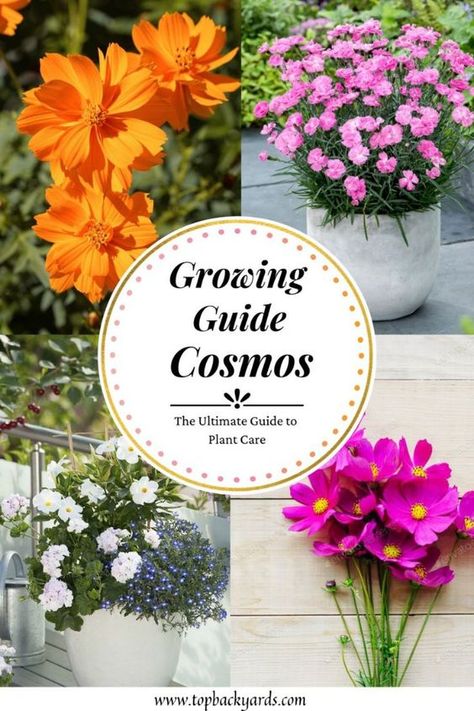 Cosmos Planting Ideas, Cosmos Garden Ideas, Cosmos Flowers Garden, Cosmo Flowers, Perennials Low Maintenance, Cosmos Plant, Mailbox Garden, Flower Tips, Texas Garden