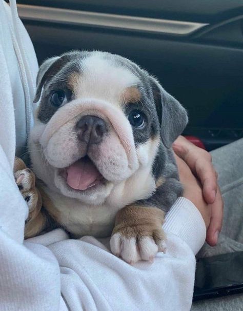 Wrinkly Dog, Cute Bulldog Puppies, Cute Dogs Images, Very Cute Puppies, Bulldog Francese, Cute Bulldogs, English Bulldog Puppies, Cute Animals Puppies, Very Cute Dogs