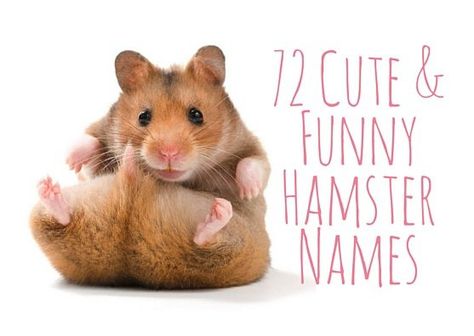 72 Cute and Funny Hamster Names Fancy Bear Hamster, Hamster Names Boy, Name Ideas Boy, Funny Pet Names, Hamster Cage Ideas, Hamster Ideas, Robo Hamster, Roborovski Hamster, Funny Hamster