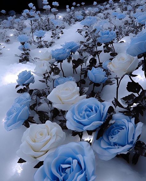 Frozen Flowers Aesthetic, Blue Snow Wallpaper, Blue Snow Aesthetic, Frozen Roses, Ice Flowers, Snow Rose, Pretty Flowers Pictures, Blue Roses Wallpaper, Frozen Rose