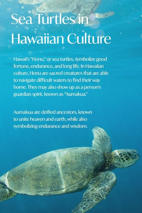 dancing turtle, turtle dance, funny turtle, turtle, turtle dancing sea, cute turtle, turtle dancing, baby turtle, turtle dance look, turtle water, turtle dancing in water, turtle tank, turtles Sea Turtle Meaning, Sea Turtle Tattoo Meaning, Sea Turtle Quotes, Turtle Dancing, Hawaiian Animals, Hawaii Language, Dancing Turtle, Hawaiian Words And Meanings, Hawaii Culture