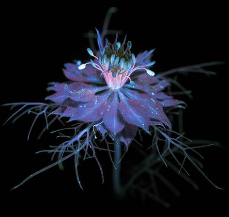 Bioluminescence Flowers, Plant Manipulate, Vivisteria Flower Elemental, Beautiful But Deadly Flowers, Feminine Nature Aesthetic, Bioluminescence Plants, Magical Plants Art, Flowers Concept Art, Horror Plants