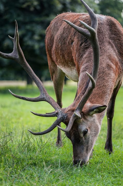 Thanks to Uriel Soberanes for making this photo available on @unsplash 🎁 Deer Eating, Wallpaper Fur, Grass Silhouette, Grass Drawing, Deer Photography, Deer Photos, Deer Pictures, Brown Deer, Wild Animals Pictures