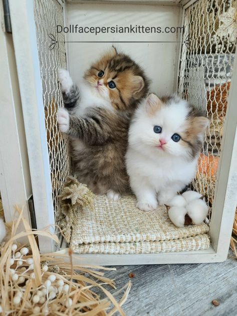 Beautiful Pets, Baby Pets, Persian Kittens, Söt Katt, Baby Animals Pictures, Cute Cats Photos, Strange Places, Baby Kittens