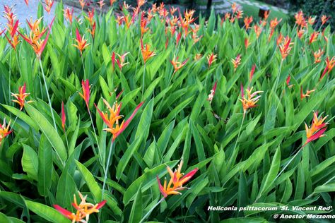 Heliconia Psittacorum, Heliconia Plant, Hawaii Landscape, Planting Succulents Indoors, Front Garden Landscape, Tropical Backyard, St Vincent, House Plants Indoor, Bulb Flowers