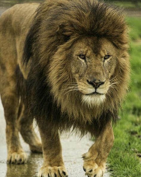 Amazing big beautiful male Lion Lion Photography, Lion And Lioness, Lion King Art, Black Lion, Male Lion, Lion Art, Lion Of Judah, Big Cat, A Lion