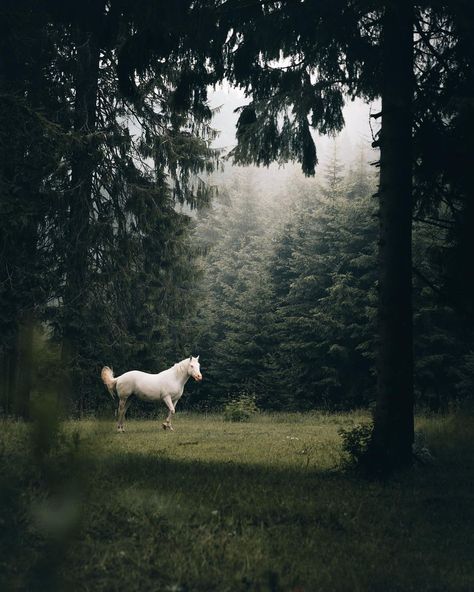 Adventure Landscape, Horse Aesthetic, Wallpapers Quotes, Hiking Adventure, Quotes Celebrities, Travel Outdoors, Weekend Fun, Pretty Horses, Horse Photography