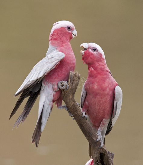 Galah Cockatoo, Birds On Tree, Regard Animal, Australian Parrots, Pink Cockatoo, Australian Flora, Most Beautiful Birds, Australian Birds, Funny Birds