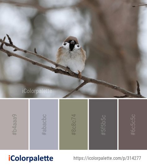 Color Palette Ideas from Bird Sparrow Beak Image Bird Color Palette, Bird Sparrow, Bird Branch, Color Palette Ideas, House Sparrow, Home Decor Colors, Palette Ideas, Bird Coloring Pages, Live Colorfully