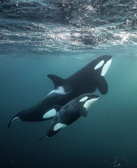 Orca mother and calf Ocean Life Photography, Sea Life Wallpaper, Orca Art, Whale Pictures, Cow And Calf, Shark Facts, Beautiful Sea Creatures, Orca Whales, Killer Whale