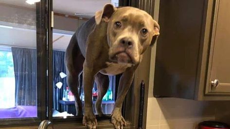 Jumping Through Window, Laugh Of The Day, Dog Jumping, Laugh Till You Cry, Cat And Dog Videos, Funny Cats And Dogs, Bad Dog, Animal Videos, Pitbull Dog