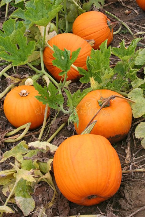 Pumpkins Growing, Jack O Latern, Pumpkin Field, Crop Farming, Pumpkin Vine, Growing Pumpkins, Large Pumpkin, Fall Front Porch, Seed Company