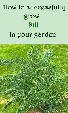 Growing Dill, Grow Dill, How To Grow Dill, Garden Veggies, Veg Garden, Indoor Herb Garden, Herbs Indoors, Container Gardening Vegetables, Gardening Advice