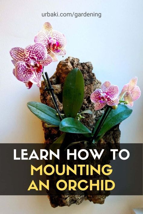 Mounting Orchids gives us an idea of how they would grow naturally. It can be difficult to think about giving up a planter. But if you want to have a more authentic look, go for a mounted orchid. Riding an orchid has some real benefits. In addition to being the most realistic way to display an orchid, mounted orchids can live on your slabs for years. Find out if this could be a good setup for you! #urbakigardening #gardening #orchid #mountingorchid #naturallyorchid Wall Orchids Ideas, Orchid Display Outdoor, Orchid Mounting Ideas, Outdoor Orchid Display Ideas, Orchids Pots Ideas Planters, Orchid Decor Living Room, Orchid Display Ideas Indoor, Orchid Pots Ideas, Orchid Setup