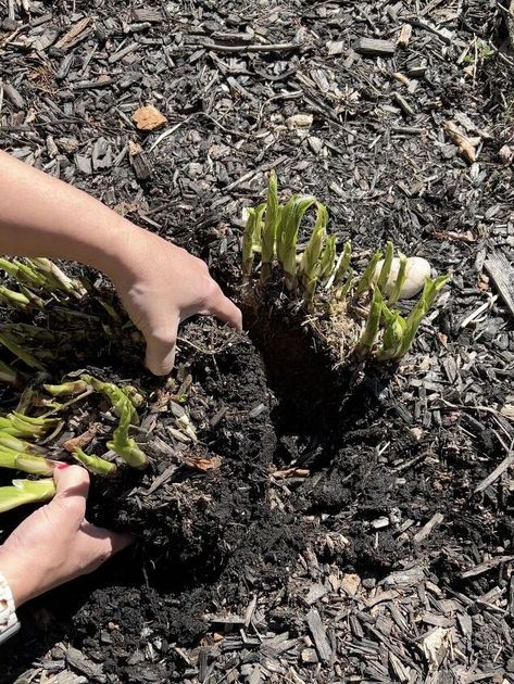 How to Split and Transplant Hosta Plants | Hometalk Splitting Hostas, How To Split, Hosta Plants, Leafy Plants, Yard Care, Rock Wall, Easy Plants, Tree Roots, Replant