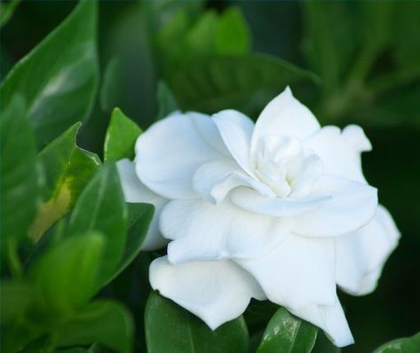 ... Gardenia Care, Growing Gardenias, Gardenia Bush, Gardenia Essential Oil, Gardenia Plant, Jasmine Plant, White Gardenia, Garden Solutions, Fragrant Flowers