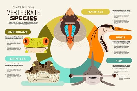 Free Vector | Flat design classification of animals infographic Classification Of Animals, Animal Infographic, Zoo Project, Infographic Inspiration, Stock Portfolio, Infographic Design Inspiration, Info Design, Animal Posters, Videos Design