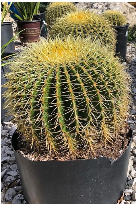 A distinctive, compact cactus with a spherical shape, ribbed surface, and golden-yellow spines. Plant lovers appreciate the Golden Barrel Cactus for its striking appearance, low maintenance, and resilience in arid conditions. Dive into our article for cultivating and caring tips for Echinocactus grusonii, from soil preferences to ensuring a thriving, golden-hued specimen. Photo Credit: @solstice_gardens https://bonsaimary.com/golden-barrel-cactus.html Golden Barrel Cactus, Cactus Care, Barrel Cactus, Desert Plants, Golden Yellow, Plant Lover, Low Maintenance, Cactus Plants, Photo Credit