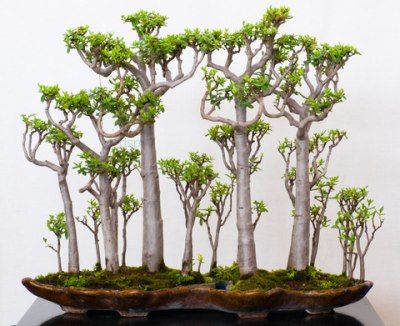 Bonsai Tips, Jade Plant Bonsai, Bonsai Making, Bonsai Ficus, Jade Bonsai, Bonsai Forest, Succulent Bonsai, Jade Plant, Plantas Bonsai