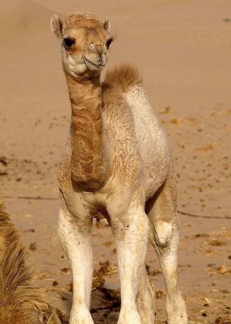 Baby camel in UAE by Sarah Hocevar i want to hug this little baby.............. so cute, i could hang out with him all day Camel Animal, Camels Art, Bactrian Camel, Baby Camel, 귀여운 동물, Beautiful Horses, Animal Kingdom, Animals Beautiful