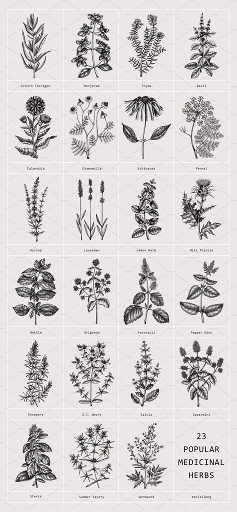 23 Garden Herbs. Vectors Collection | Design by  Jalon Clough Herbs Art Botanical Prints, Dried Herbs Tattoo, Herb Bunch Tattoo, Medicinal Herb Tattoo, Patchouli Flower Tattoo, Witch Herbs Tattoo, Tarragon Tattoo, Witchy Herb Tattoo, Herbal Tattoo Sleeve