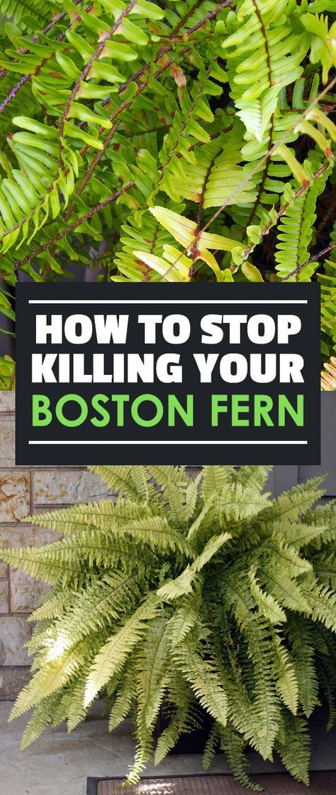 The lush, deep green fronds of the Boston fern can really bring color to your home, inside and outside. Learn all about them with our growing guide! Fern Planters, Indoor Ferns, Potted Ferns, Ferns Care, Ferns Garden, Boston Fern, Home Inside, Uk Garden, Garden Shrubs