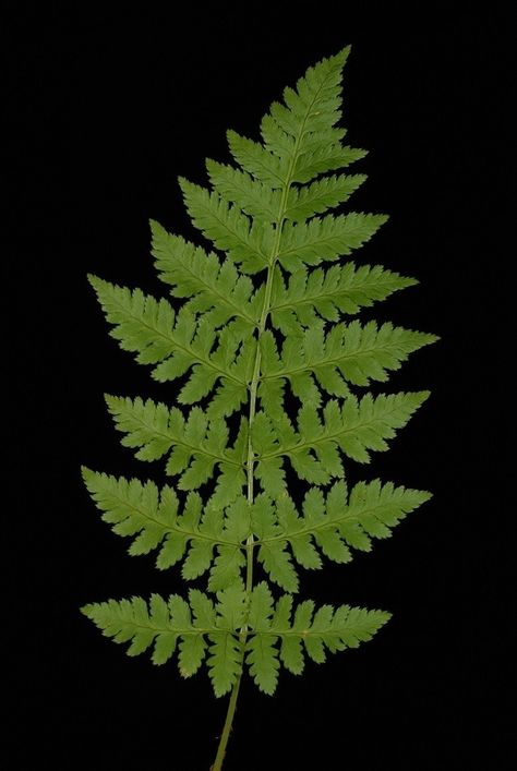 Dryopteris carthusiana (Shield Fern, Spinulose Wood Fern, Toothed Wood Fern, Wood Fern) | North Carolina Extension Gardener Plant Toolbox Cinnamon Fern, Plant Reference, Forest Fern, Wood Fern, Shade Garden Design, Fern Flower, Soil Texture, Plant Wishlist, Fern Frond