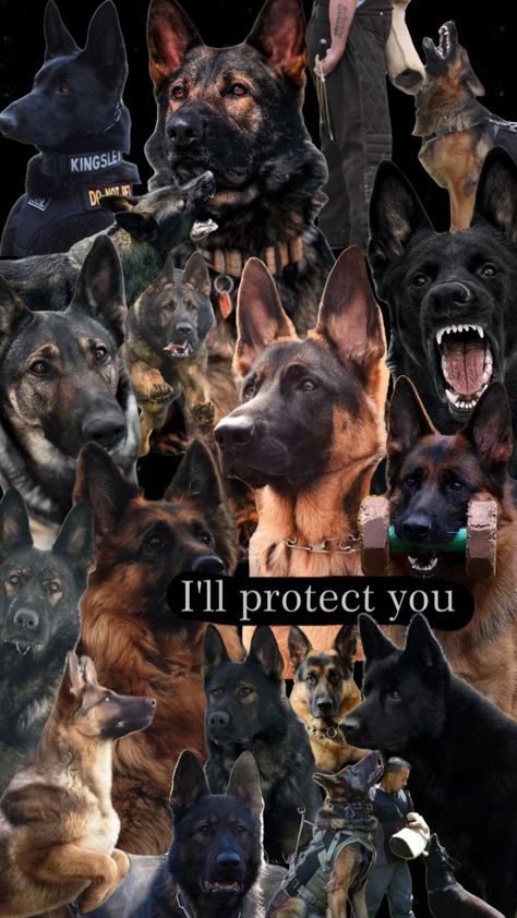 Personal Protection German Shepherd Dogs 🖤 #germanshepherd #dog #dogshuffle #gsd #GSD German Shepherd Protection, Personal Protection, Shepherd Dogs, German Shepherd Dogs, German Shepherd, Dogs