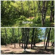 Clearing Brush, Stump Removal, Land Clearing, Tree Removal, Tiny Cabins, We Are Family, Bougainvillea, Mulch, Getting Things Done