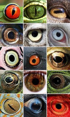 Printables and Labels on Pinterest | 409 Pins on potion labels ... Different Animal Eyes, Regard Animal, Realistic Eye Drawing, Animals Tattoo, Different Colored Eyes, Animal Eyes, Potion Labels, Realistic Eye, Dragon Eye