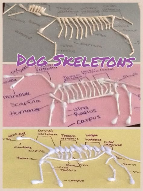 Q-Tip dog skeletons on construction paper with labeled parts.- Burleson FFA www.onelessthing.net Vet Science 4h Project, Animal Science Projects, Agriculture Education Classroom, Agriculture Classroom, Vet Science, Ag Classroom, Agricultural Education, Teach Ag, Ag Science