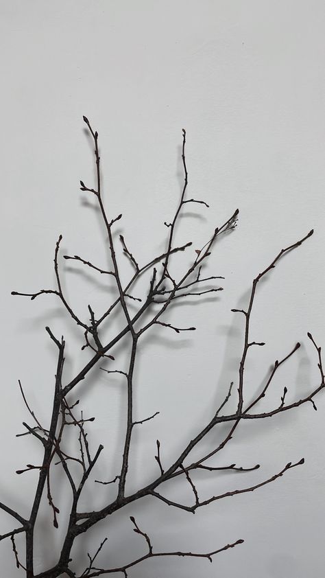 Tree Branches Aesthetic, Tree Branch Aesthetic, Branches Aesthetic, Tree Branches Photography, Branch Aesthetic, Art Headpiece, Branches Photography, Tree Branch Tattoo, Aesthetic Tree