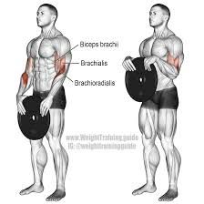 How To Workout Biceps Brachii - Infoupdate.org Reverse Curls, Fitness Studio Training, Biceps Brachii, Forearm Workout, Gym Antrenmanları, Chest Workouts, Biceps Workout, Workout Tips, Workout Guide