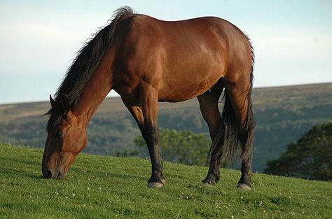 Cleveland Bay Horse, Farm Tips, Cleveland Bay, Rare Horse Breeds, Canadian Horse, Farm Work, Akhal Teke Horses, Healthy Horses, Rare Horses