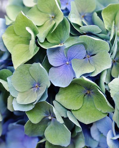 Hydrangea Flowers Hydrangea, Aesthetic Hydrangea, Hydrangea Photo, Blue Hortensia, Hydrangea Close Up, Fleurs Art Nouveau, Blue Hydrangea Photography, Hydrangeas Art, Watercolor Hydrangea