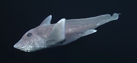 The chimaera, aka ghost shark, glides through waters at a depth of 8,200 feet with its silvery, sinister hue: Ghost Shark, Shark Gif, Shark Film, Fauna Marina, Time Video, Monterey Bay Aquarium, Shark Swimming, Sailing Adventures, Great White Shark